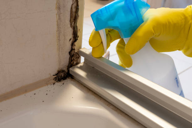 Best Mold Removal Company Near Me  in The Hammocks, FL