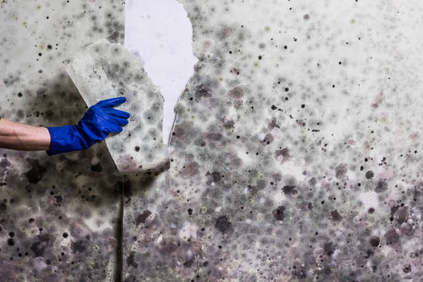 Best Mold Removal Process  in The Hammocks, FL